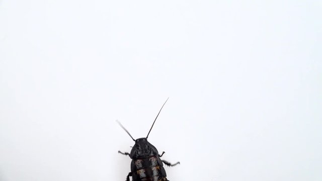 Cockroach crawls. White background. Close up. Slow motion