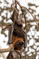 Chauve-souris roussette