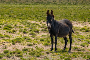 Burro pastando en los andes