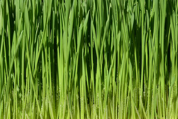 Naklejka premium Green wheat grass with water drops.