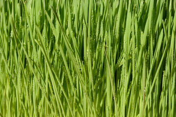 Fototapeta na wymiar Green wheat grass with water drops.
