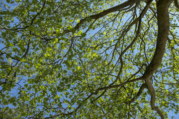 Ahornblättrige Platane