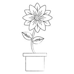 sketch of beautiful flower in a pot over white background, vector illustration