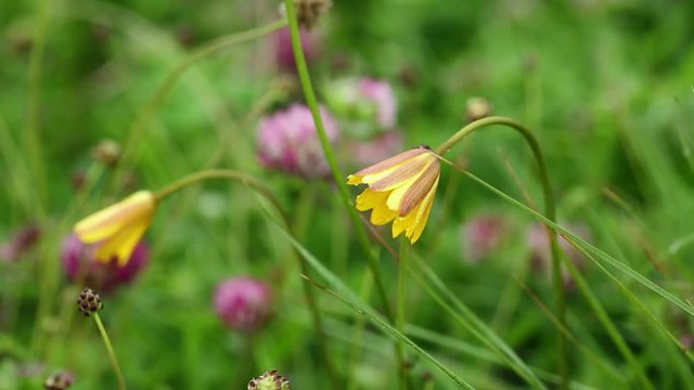 Anemone palmata (Yellow anemone or Cyclamen-leaved Anemone) wild flowers in nature