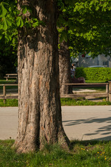 Rosskastanienbaum, Kastanie, aesculus