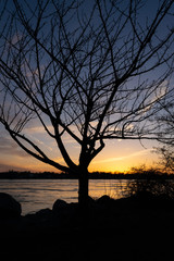 Silhouette of a bare tree by the Niagara River at sunset, facing the Canadian shore