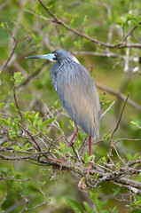 Tricolored Heron (Egretta tricolor) in breeding plumage,  Wakodahatchee Wetlands, Delray Beach, Florida, USA