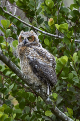 Great Horned Owl (Bubo virginianus), first day out of nest, Arthur R Marshall National Wildlife...
