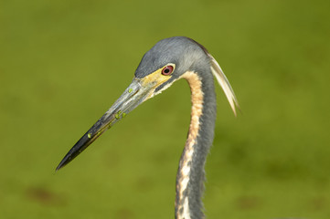 Tricolored Heron (Egretta tricolor),  Green Cay Nature Area
