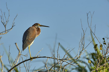 Tricolored Heron (Egretta tricolor), Arthur R Marshall National Wildlife Reserve - Loxahatchee, Florida, USA. 