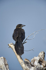 Great-tailed Grackel (Quiscalus mexicanus) perched in tree Lake Chapala, Ajijic, Jalisco, Mexico. Photo: Peter Llewellyn