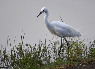 Fototapeta premium Snowy Egret (Egretta thula) hunting along lakeshore Lake Chapala, Ajijic, Jalisco, Mexico. Photo: Peter Llewellyn