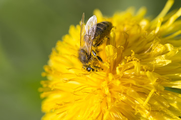 Meadow with flowering Dandelions 