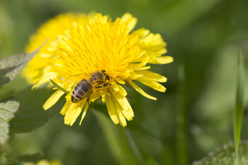 Meadow with flowering Dandelions 