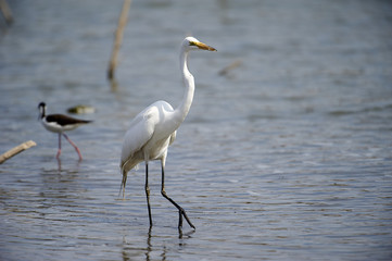 Great Egret (Ardea alba) foraging on edge of Lake Chapala, Ajijic, Jalisco, Mexico