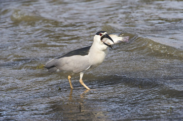 Black-crowned Night Heron (Nycticorax nycticorax) swallowing a large fish along edge of Lake Chapala, Jocotopec, Jalisco, Mexico