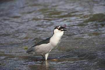 Black-crowned Night Heron (Nycticorax nycticorax) swallowing a large fish along edge of Lake Chapala, Jocotopec, Jalisco, Mexico