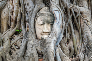 Fototapeta na wymiar Head of the Buddha The root of the tree is amazing in Thailand. Bodhi Tree roots at Wat Maha That Ayutthaya