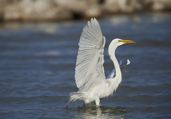 Great Egret (Ardea alba) landing on Lake Chapala, Ajijic, Jalisco, Mexico