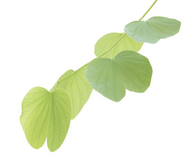 Green bauhinia leaf isolated on white background
