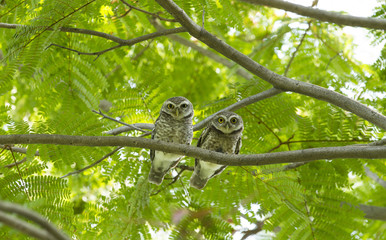 Young owl on green tree