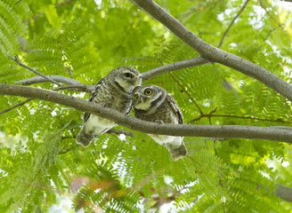 Young owl on green tree
