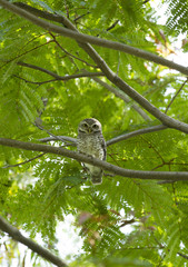 Young owl on green tree