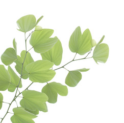 Green bauhinia leaf isolated on white background