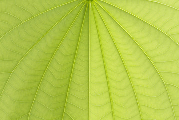 Naklejka na ściany i meble Green bauhinia leaf texture or background