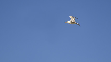 Single seagull in flight on blue sky