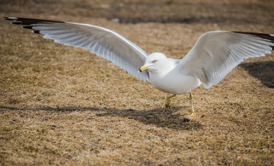 Gull On Ground With Wings Spread