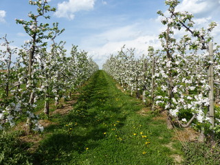 Fototapeta na wymiar Obstbaumblüte in der Grafschaft
