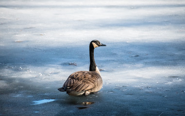 Canada Goose On Ice