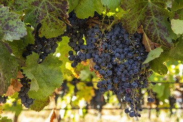 caremenere grapes at winery in Chile