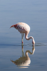 flamingo in a lake at atacama salt flats