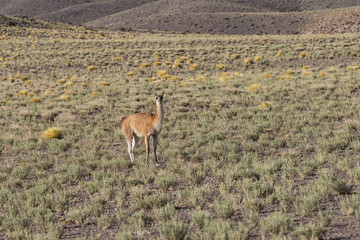 guanaco at atacama desert - horizontal