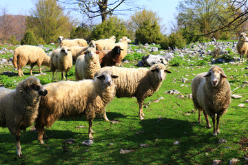 Obraz premium sheep flock to the mountain