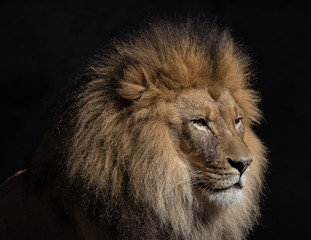 Male lion. 