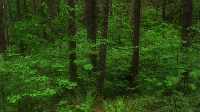 Right pan over undergrowth on a mixed-species forest floor