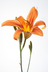 Orange Lily Close Up