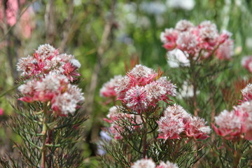 春の花