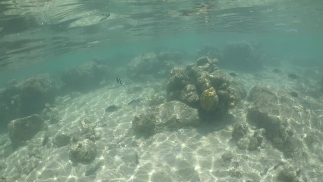 Tropical fish swim underwater Muri Lagoon Rarotonga Cook Islands