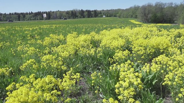 Yellow rapeseed flowers Brassica napus on field
