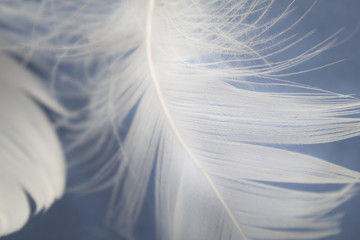 Background with bird feather. Feather white bird close-up. Airy soft feather on blue background.