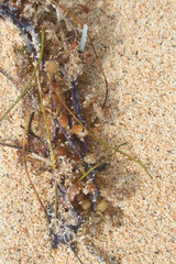 Bermuda