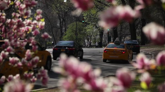 Driving In Central Park At Spring NYC
