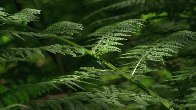 Close-up of fern frond patterned with sun and shadow