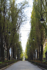 The road along the trees stretching away into a beautiful summer day,