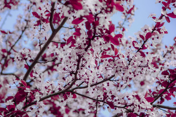 Beautiful flowering cherry branches against the blue sky background