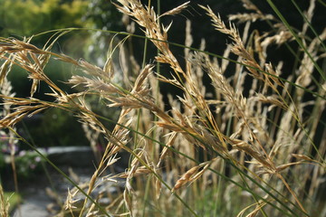 Fototapeta premium ogrody botaniczne Australia